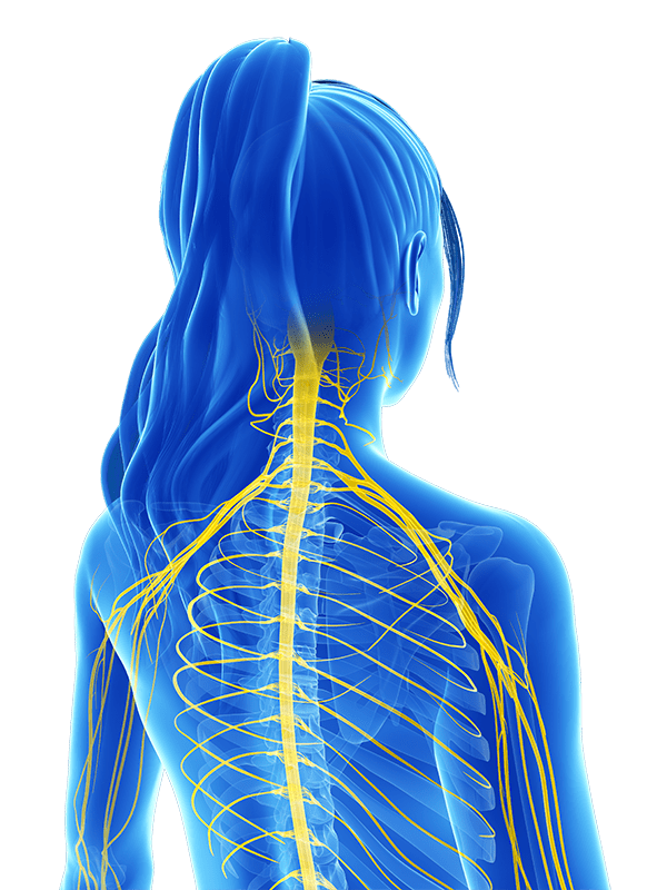 Anatomy-Anatomy-Female-Blue-Posterior