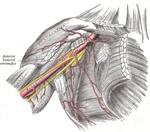 Gray's Anatomy Retropectoralis Space Artery and Brachial Plexus