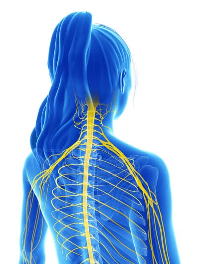 Anatomy Female Blue Posterior 400 Anatomy brachial plexus