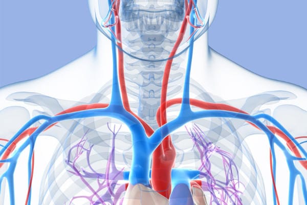 3d rendered illustration of the human vascular system Subclavian arteries and veins bilateral thoracic outlet