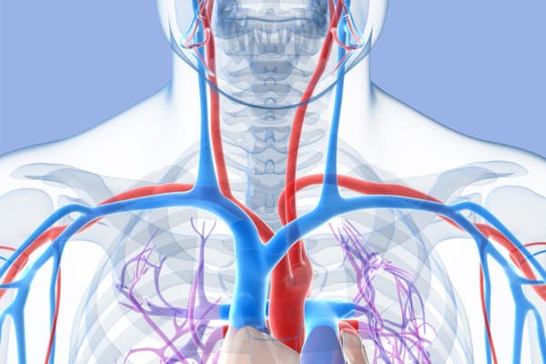 Subclavian arteries and veins bilateral thoracic outlet