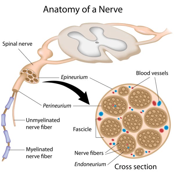 Anatomy Spinal Cord Nerve Cross-section Nerve anatomy detail