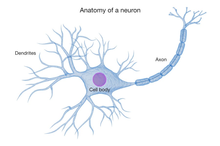 Neuron labeled Anatomy of a neuron