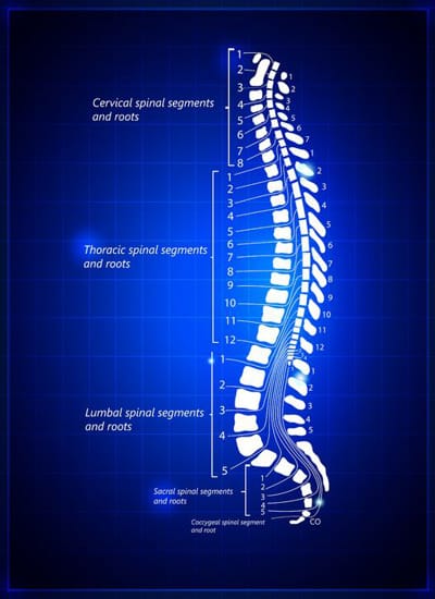5 spinal regions: cervical, thoracic, lumbar, sacral, and coccygeal