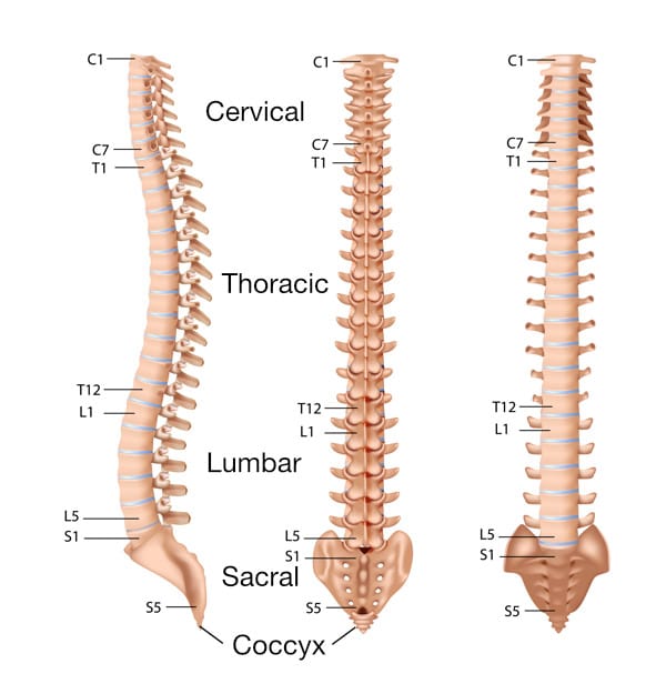 Spine Regions Labeled Spine anatomy regions
