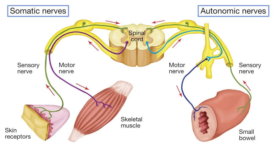 Anatomy Spinal Cord Nerve Pathways Labeled-3 Somatic and autonomic nervous systems