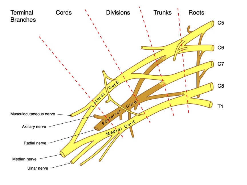 Brachial Plexus Segments Labeled Brachial plexus segmental anatomy