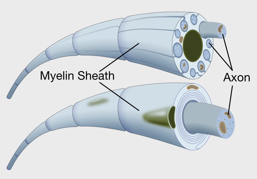 Nerve fibers myelin sheath