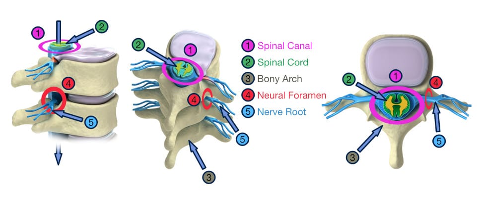 Spine anatomy detail Detailed anatomy of spine
