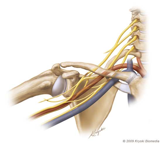 6-1_scott Anatomy of the thoracic outlet-Diagnosis of thoracic outlet syndrome