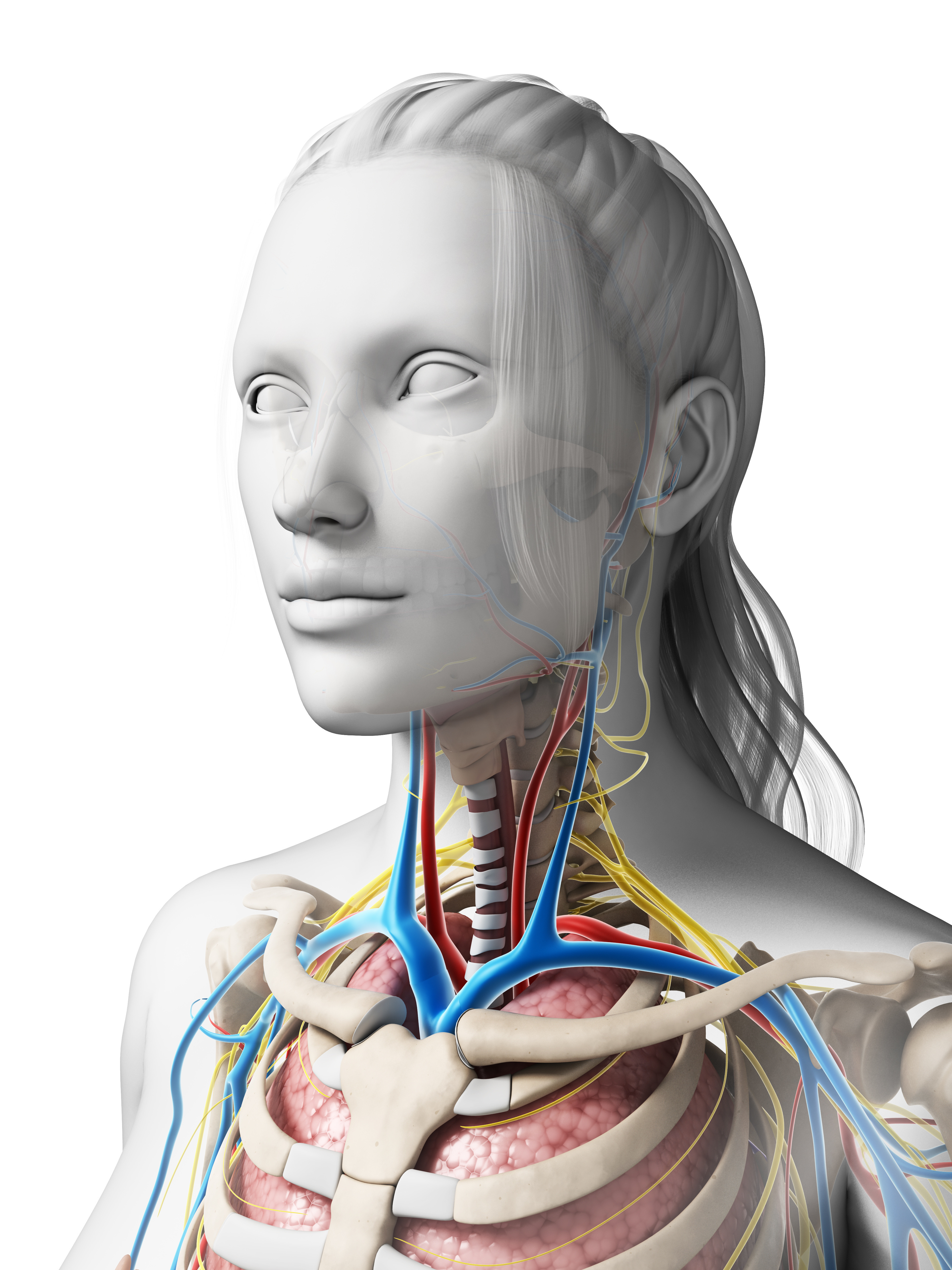 Vital Structures Passing through the Thoracic Outlet