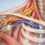 Illustration of nerves and blood vessels passing through the thoracic outlet beneath the collarbone
